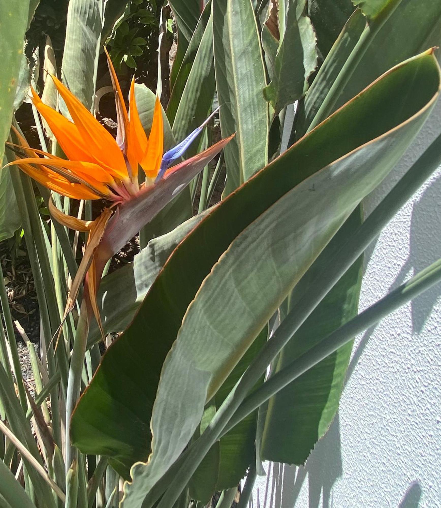 Casa Rosalia Villa Corralejo Kültér fotó